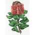 20cm x 30cm Honey Possum & Scarlet Banksia Tapestry Kit