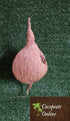 Cocopeats Online Bird Nest Coir Bird Nest Small