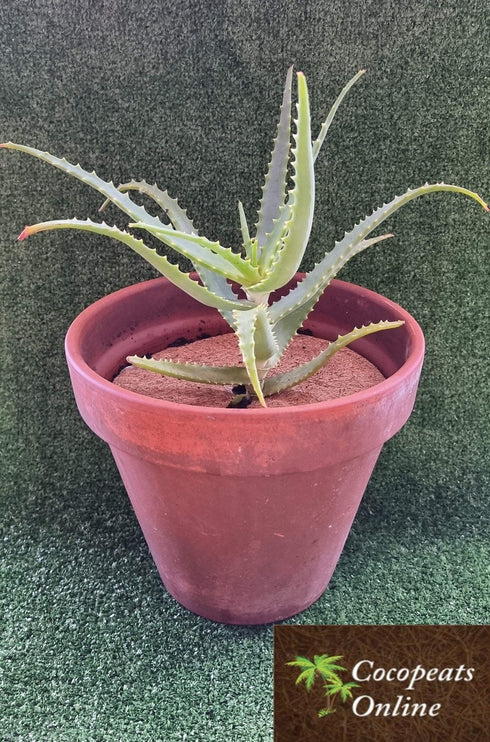 Cocopeats Online Coir Mulch Mats Coir Mulch Mat 25cm