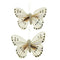 9cm x 6cm Craft Butterfly (available in 4 colour)