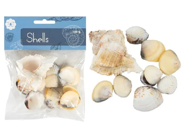 Assorted Craft Sea Shells