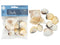Assorted Craft Sea Shells