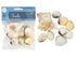 Assorted Craft Sea Shells
