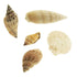Craft Assorted Style Sea Shells