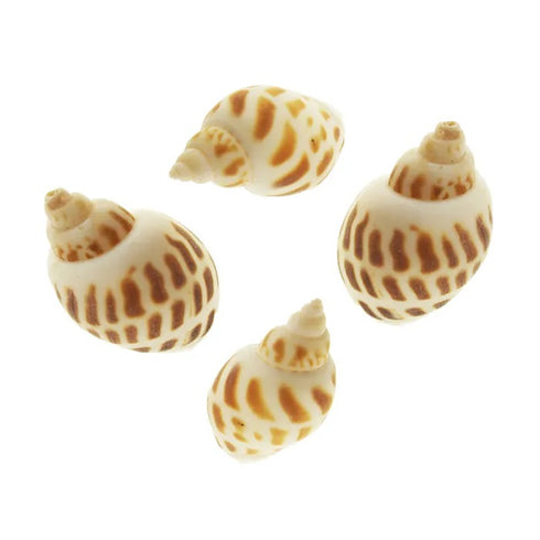 Craft Snail Shape Sea Shells