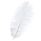 Ostrich Feathers