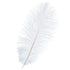 Ostrich Feathers
