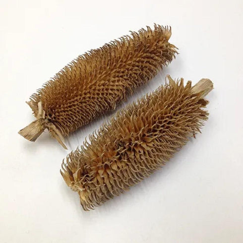 AussieSuperStore Art & Craft Essentials Assorted Brush Cones Assorted Brush Cones | Craft Wooden Popsicle Sticks | Wooden Shapes items NP004