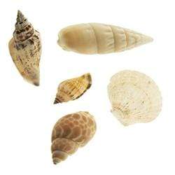 AussieSuperStore Art & Craft Essentials Craft Shells Assorted Craft Shells Assorted | Shells for Crafting 9331468051916 VJY503