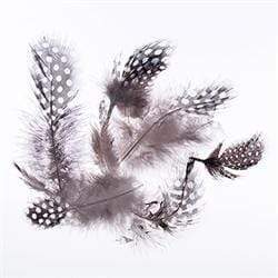 AussieSuperStore Art & Craft Essentials Feathers Guinea Hen Plumage Feathers Guinea Hen Plumage | Artificial Craft Feathers 9331468051336 VCF35