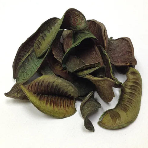 AussieSuperStore Art & Craft Essentials Large Seedless Green Pods Large Seedless Green Pods | Craft Wooden Popsicle Sticks | Wooden Shapes items NP049