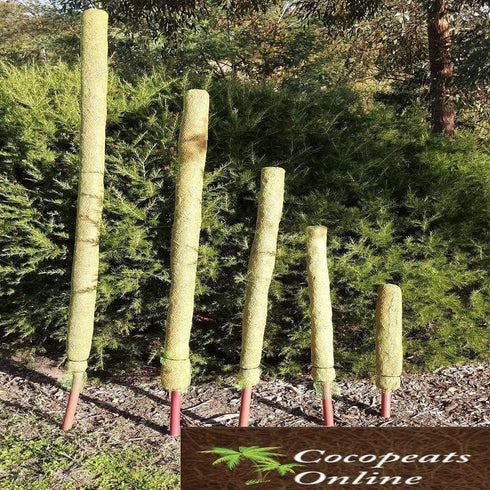 AussieSuperStore Homeware Supplies Coco Poles for Creeper Plants (in 5 sizes) Coco Poles for Creeper Plants | Moss stick,Coir poles,Totem poles