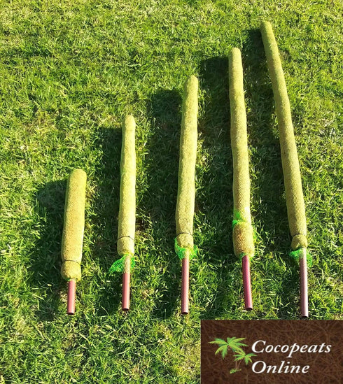 AussieSuperStore Homeware Supplies Coco Poles for Creeper Plants (in 5 sizes) Coco Poles for Creeper Plants | Moss stick,Coir poles,Totem poles