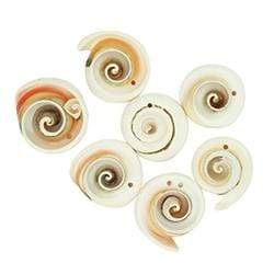 Round Pink Swirl Shells | Shells for Crafting | Jewellery Making Shells ...